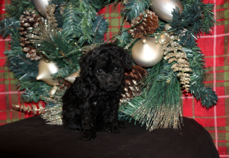 puppy, for, sale, Mini Poodle, Matthew B. Stoltzfus, dog, breeder, Gap, PA, dog-breeder, puppy-for-sale, forsale, nearby, find, puppyfind, locator, puppylocator, aca